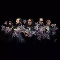 A Lot Like Birds