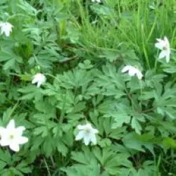 Anemone