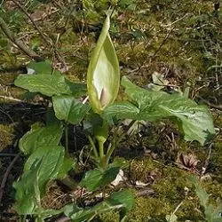 Arum