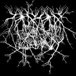 Entropy Created Consciousness