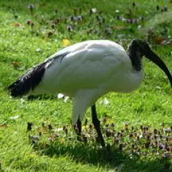 Ibis
