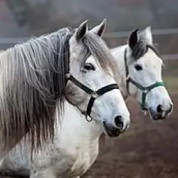 Kůň