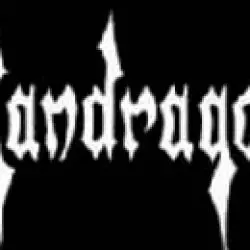 Mandragora