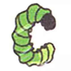 Caterpillar Records (2)