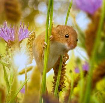 2LP Alex Heffes: Earth One Amazing Day (Original Motion Picture Soundtrack) NUM | LTD | CLR