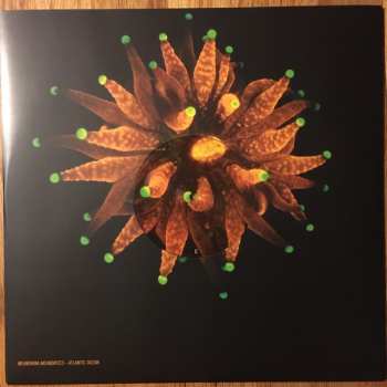 2LP Animal Collective: Tangerine Reef LTD | CLR