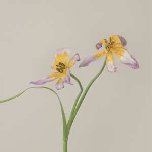 Album Anne/rene Aquariu Bakker: Hallucine