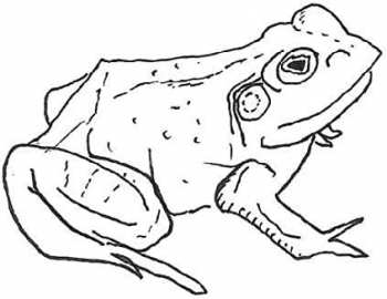 Album Aoife O'Donovan: Bull Frogs Croon (And Other Songs)
