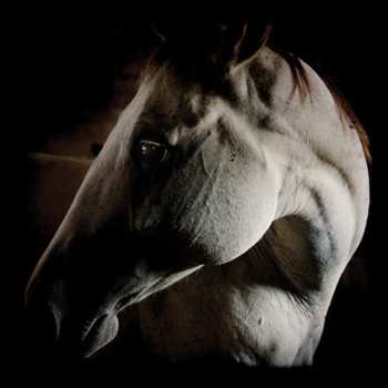Album Brother Dege: How To Kill A Horse