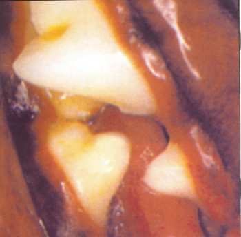 CD Carnivore: Carnivore