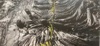 CD Caroline Shaw: Let The Soil Play Its Simple Part