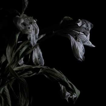 Album Cavernlight: As We Cup Our Hands And Drink From The Stream Of Our Ache