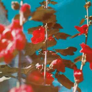 Album Chad Lawson: Breathe