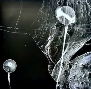 2LP David Sylvian: Camphor II CLR