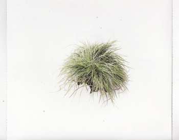 LP Didirri: Sold For Sale