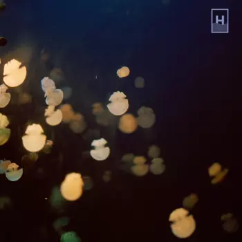 Dugong: The Big Other