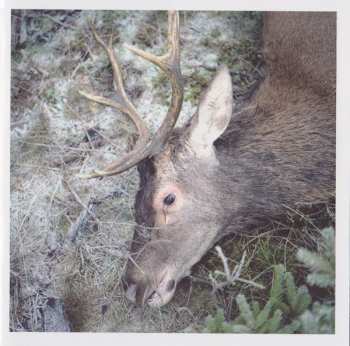 CD Girls In Hawaii: Plan Your Escape