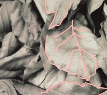 CD Good Tiger: We Will All Be Gone LTD | DIGI