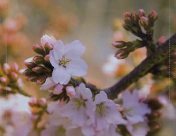 CD Aliaksandr Yasinski: Kéž Bouře By Přišla