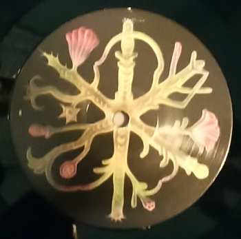 LP Laura Agnusdei: Flowers Are Blooming In Antarctica