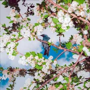 Album Ljudbilden Boelja: Embers