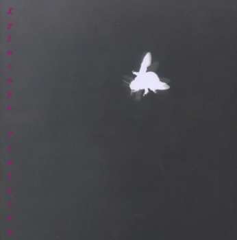 Album Lucia Ronchetti: Xylocopa Violacea (Solo Per Viola And Live-electronics)