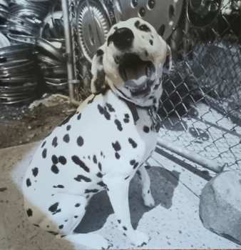 2LP Moe.: Tin Cans And Car Tires CLR