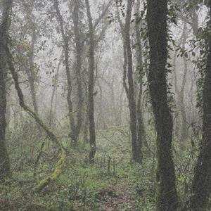 LP Orbe: El Bosque De La Niebla