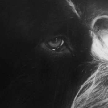 Album Robert Panthera Krause: Yorikke