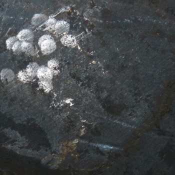 Album Rrose: Having Never Written A Note For Percussion