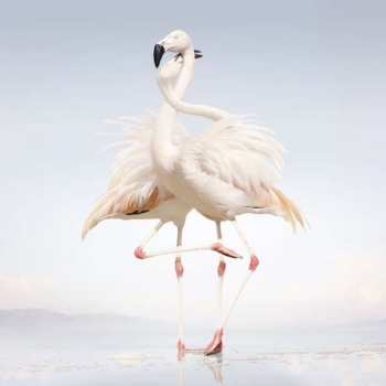 Album Rustie: Green Language