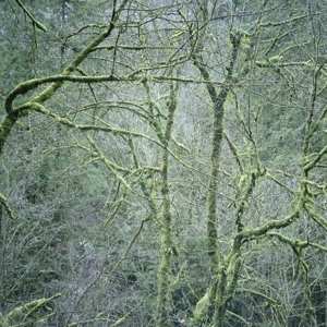 LP Six Organs Of Admittance: Dust & Chimes CLR