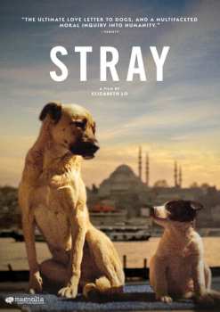 DVD Stray: Stray