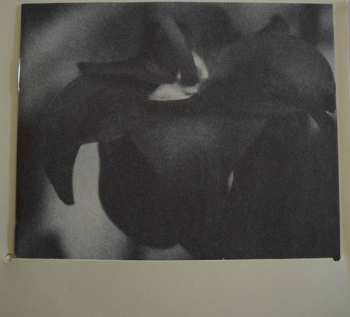 CD Susanna: Wild Dog