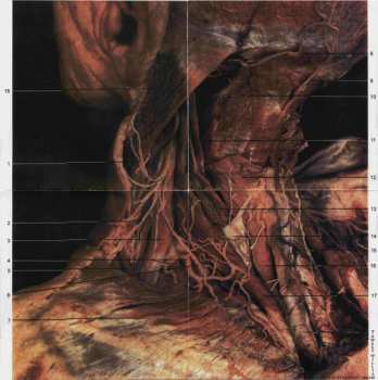 CD Sweet William: Kind Of Strangest Dream LTD | NUM