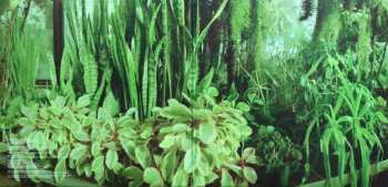 2LP The Promise Ring: Wood/Water