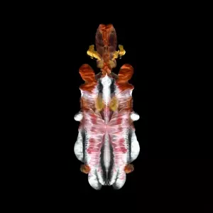 Scraps Of Tape: The Will To Burn