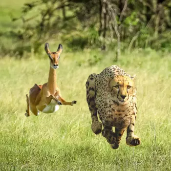 Tame Impala: No More Lies