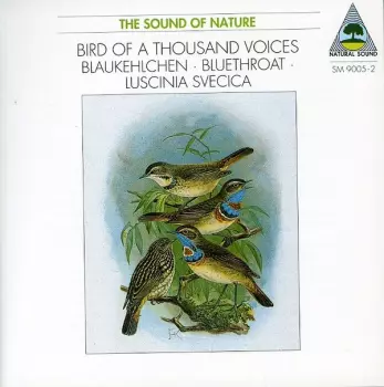 Walter Tilgner: Bird Of A Thousand Voices • Blaukehlchen • Bluethroat • Luscinia Svecica
