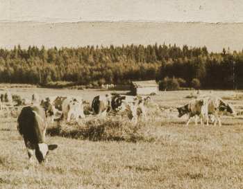 CD Wentus Blues Band: Agriculture